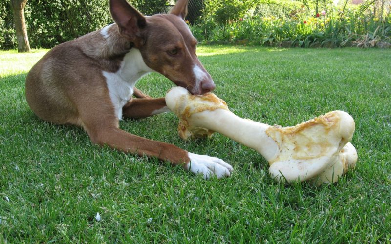 Warum Hunde Knochen bekommen sollten Hundefutter Info Portal